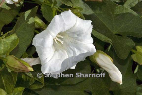 calystegia sepium 2 graphic